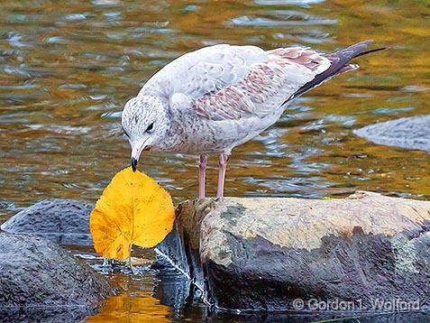 Gull With Autumn Leaf_28348.jpg - Juvenile Ring-billed Gull (Larus delawarensis) photographed at Ottawa, Ontario, Canada.